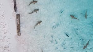 V hlubinách Indického oceánu se skrýval neznámý žralok. Měří sotva 21,5 centimetru
