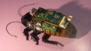 Švábi se mění v živé roboty. Pod troskami mají hledat přeživší a podávat jim léky